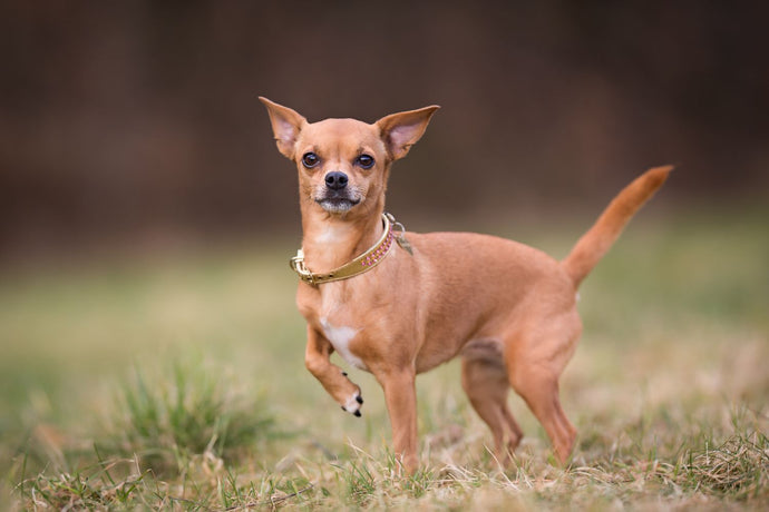 Chihuahua Dog: Breed Characteristics, Care, and History