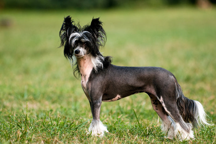Chinese Crested Dog Useful Information