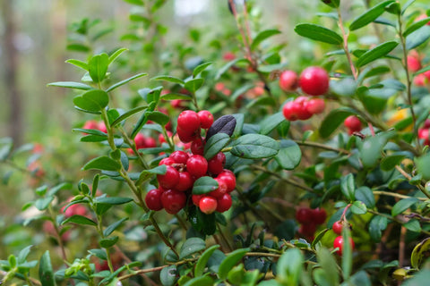 Can and Should Dogs Eat Cranberries or Other Berries?