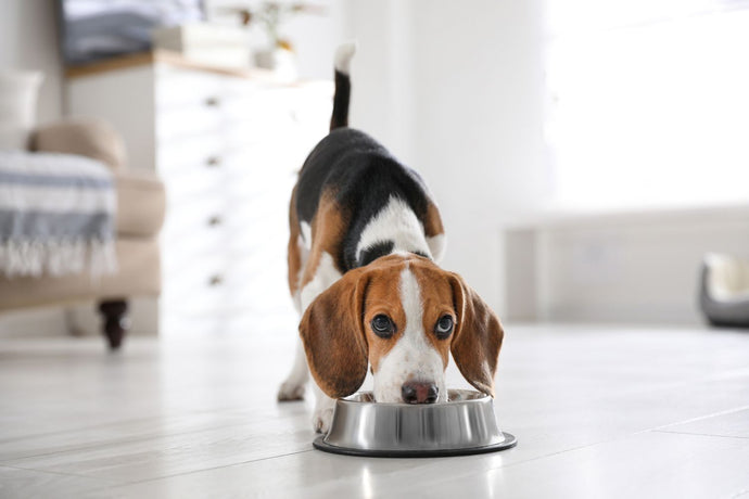 Common Digestive Problems in Dogs: Symptoms, Causes, and Treatments