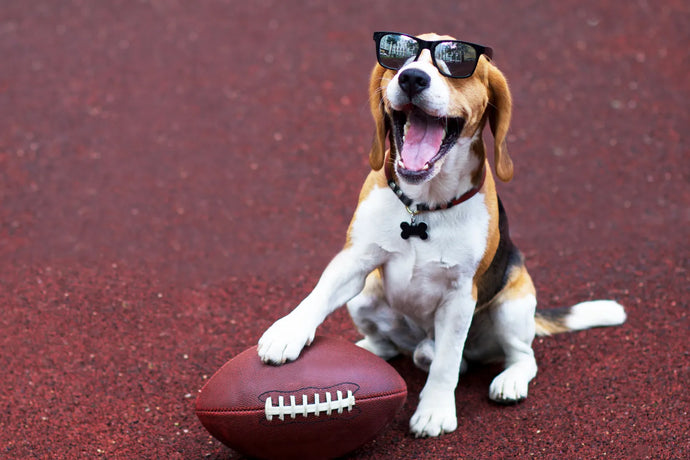 Dog-Friendly Foods for Your Super Bowl Party