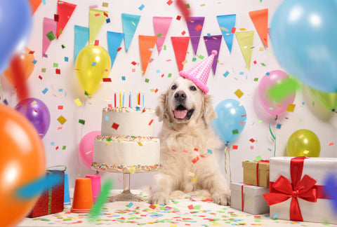 Guide To Planning a Dog Birthday Party 