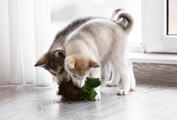 Why Does My Dog Eat Dirt?