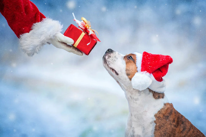 Dog Gifts for Christmas: 16 Ideas for Your Fur Family Member