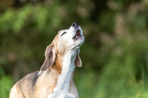 Call of the Wild: Exploring the Reasons Behind Dog Howling