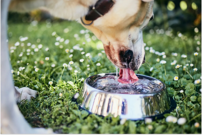 How To Tell if a Dog Is Dehydrated and What To Do