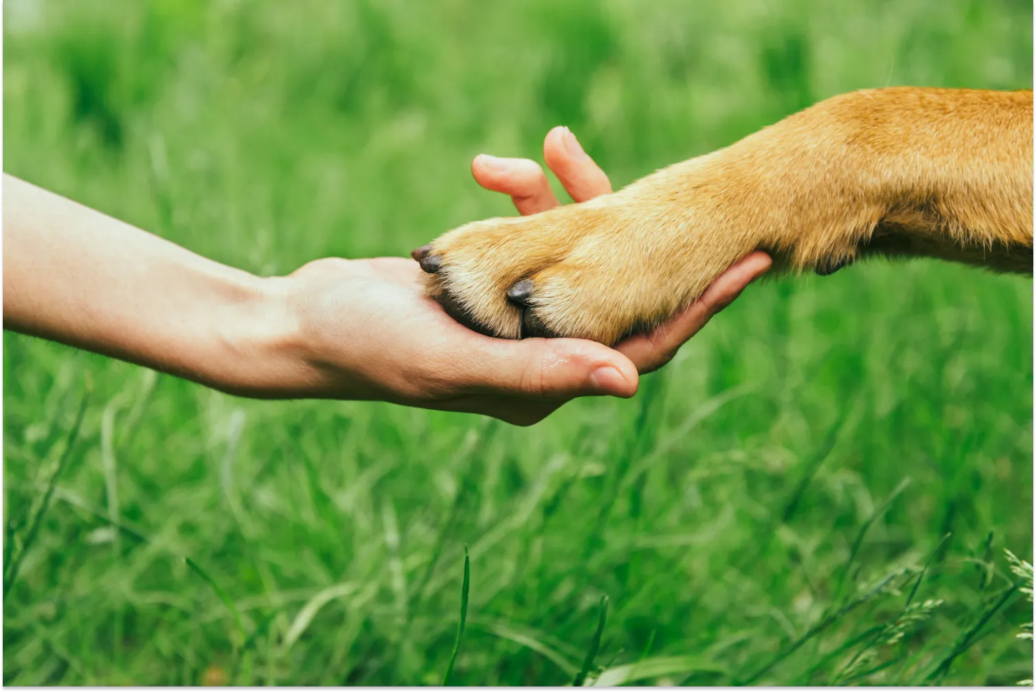Dog Paw Facts and Care – A Pup Above
