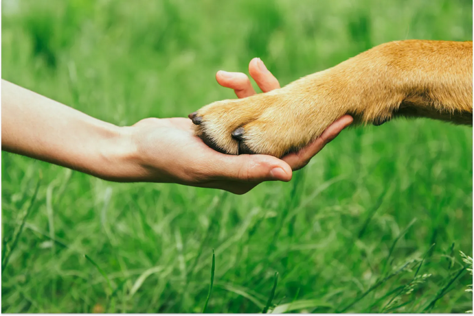 Dog Paw Facts and Care