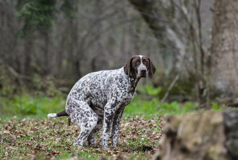 How Many Times a Day Should a Dog Poop?