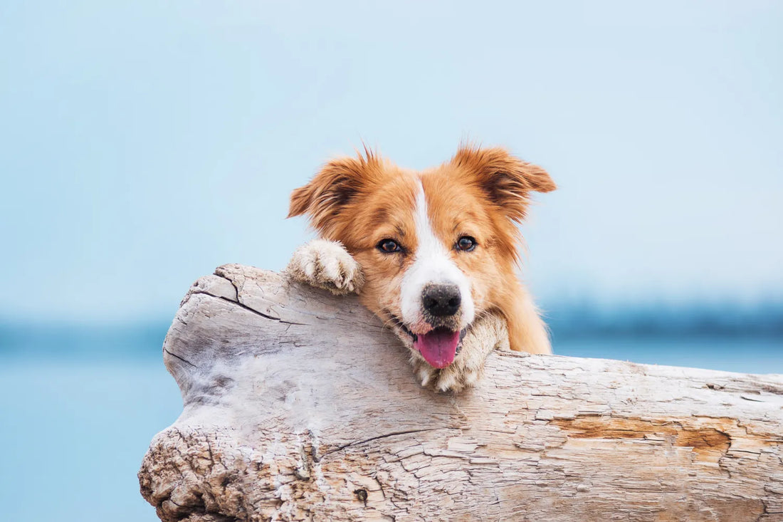 Dog Immune System Boosters: How To Keep Your Pup Healthy