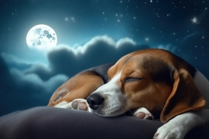 Do Dogs Dream? What We Know About Pup Naps