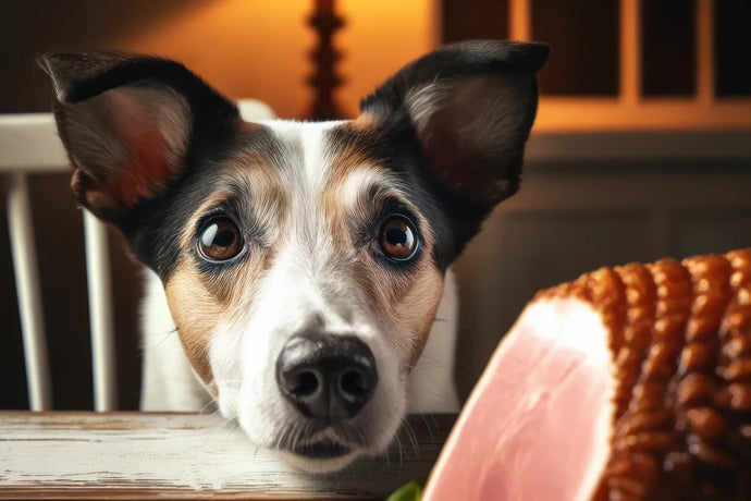 Can Dogs Eat Ham or Pork?