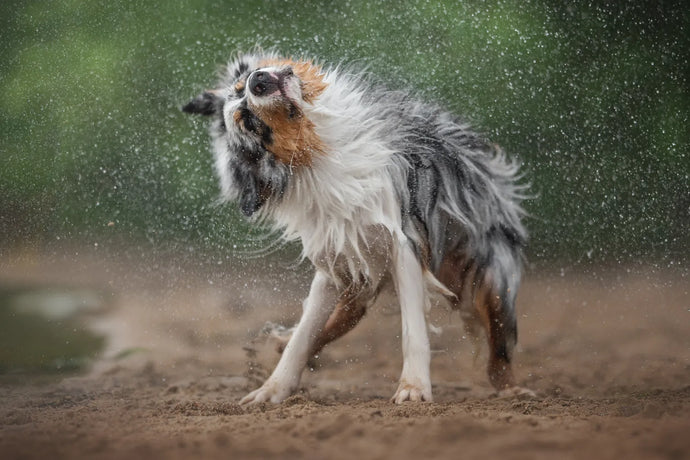 Why Do Dogs Shake Their Bodies?