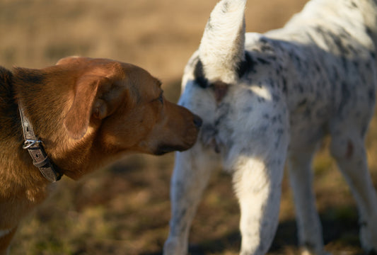 Why Do Dogs Sniff Butts?