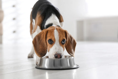 Dry Dog Food for Picky Eaters: Getting My Dog To Eat