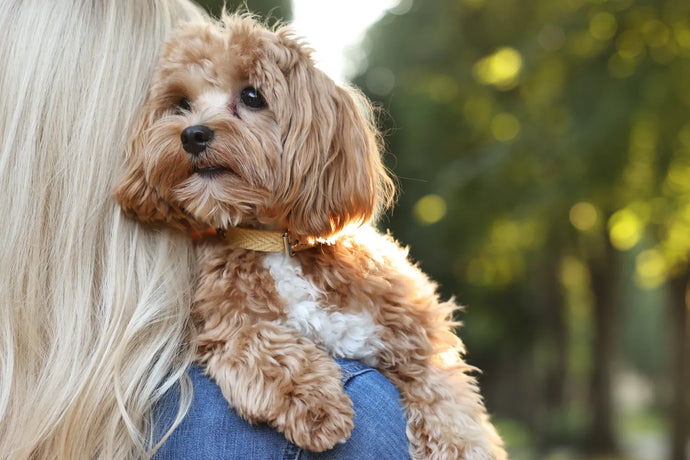 Everything You Need To Know About Cavapoos