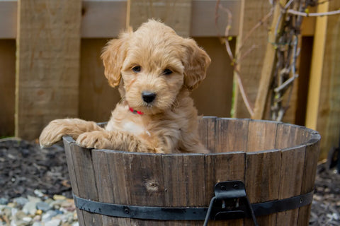 Everything You Need To Know About Mini Goldendoodles