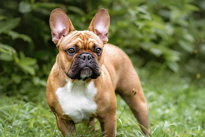 French Bulldog Food: What's Best for Your Pup