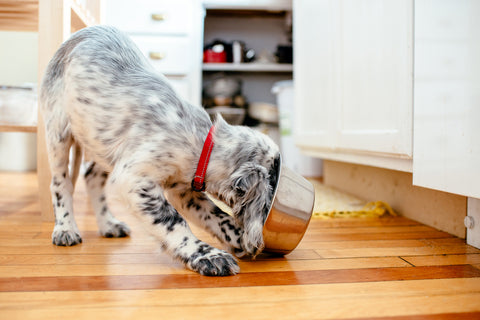 Is Grain-Free Dog Food Better for Dogs?