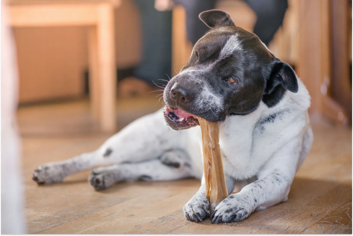 Healthy bones for online dogs to chew