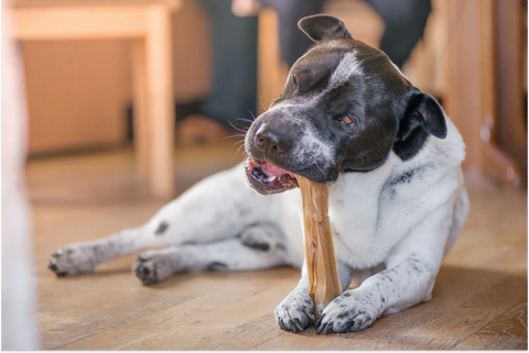 Healthy Bones for Dogs To Chew