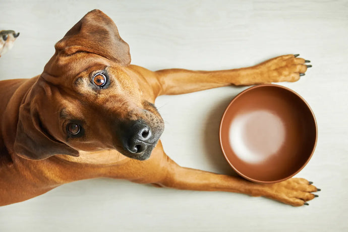 Healthy Vet-Approved Homemade Dog Food Recipes