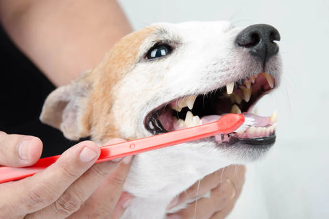 How & Why To Brush Your Dog’s Teeth