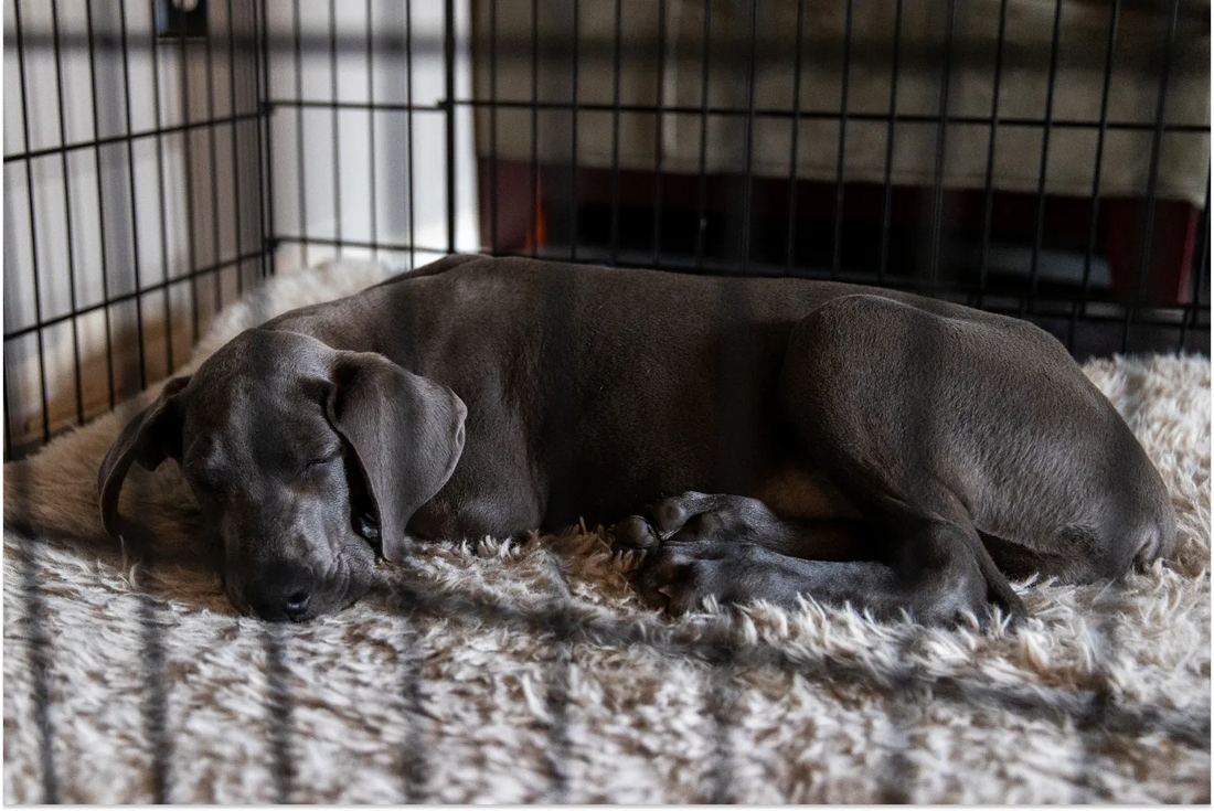 How To Crate Train a Puppy