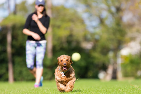 How To Teach Your Dog To Play Fetch