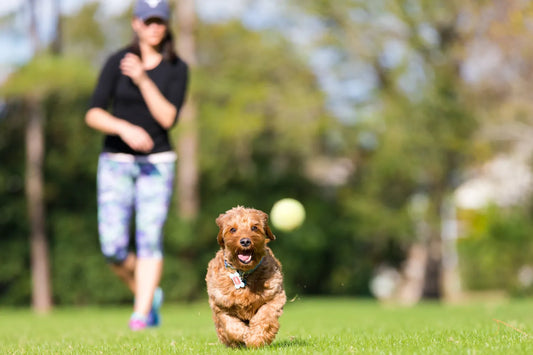 How To Teach Your Dog To Play Fetch