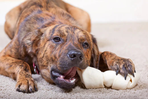 Is Rawhide Bad for Dogs?