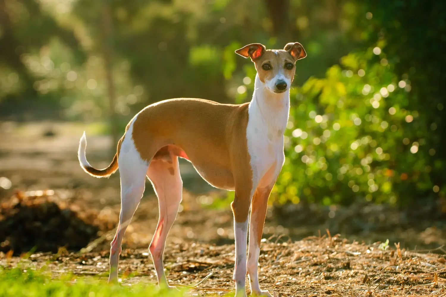 Italian Greyhound Basic Care Guide A Pup Above