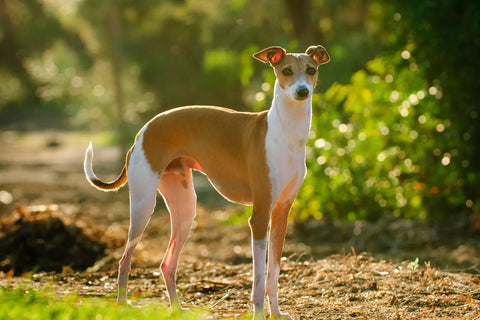 Italian Greyhound: Basic Care Guide