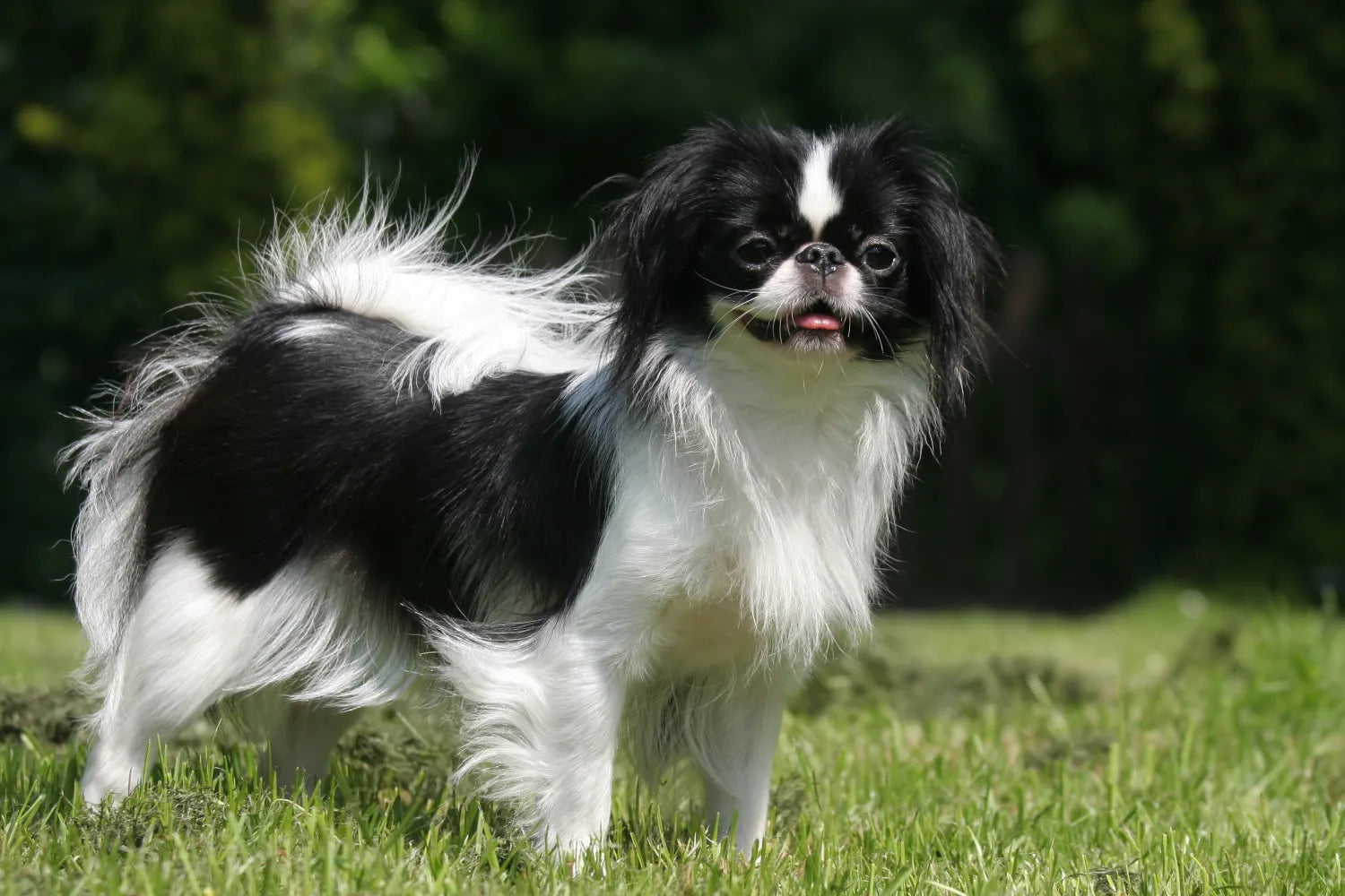 A hot sale japanese chin