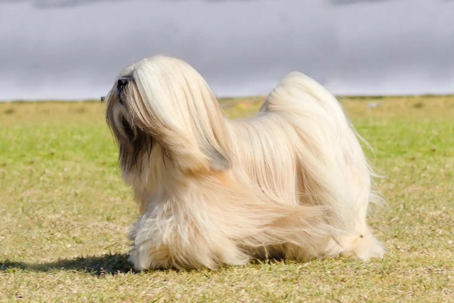 Lhasa apso food allergies best sale