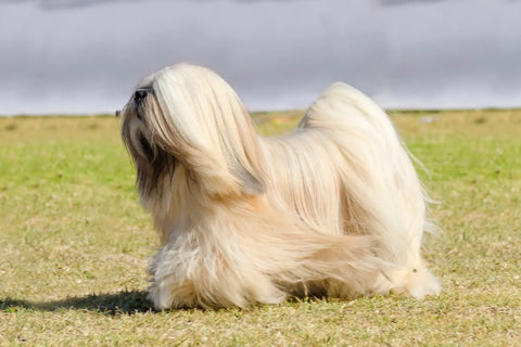 Lhasa Apso: Quick Information and Care Guide