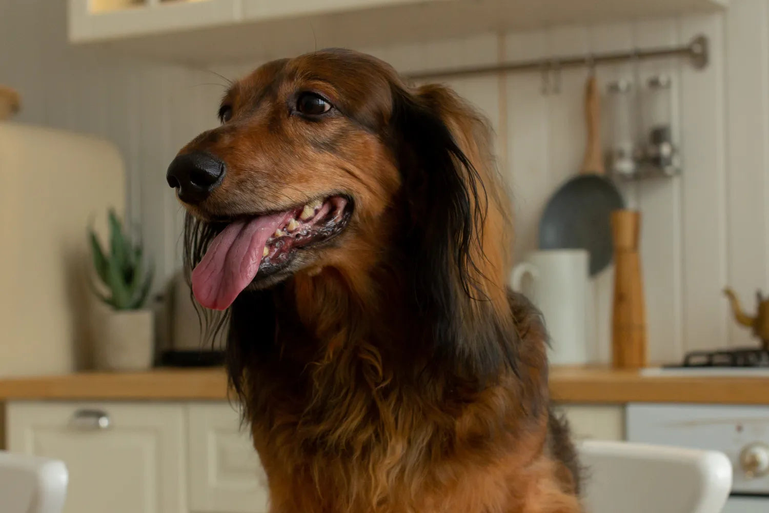 Long Haired Dachshunds What To Know About This Breed A Pup Above