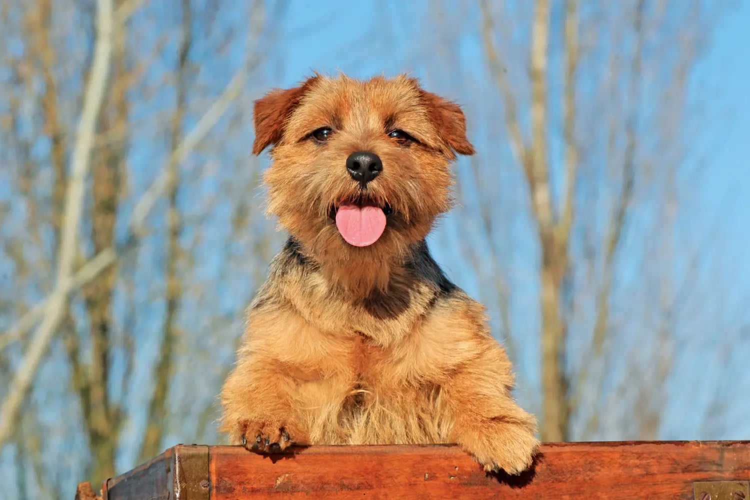 Norfolk terrier puppies for sale deals near me
