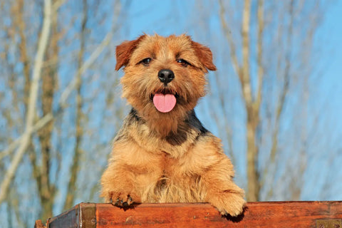 Norfolk Terrier: History, Traits, and Care