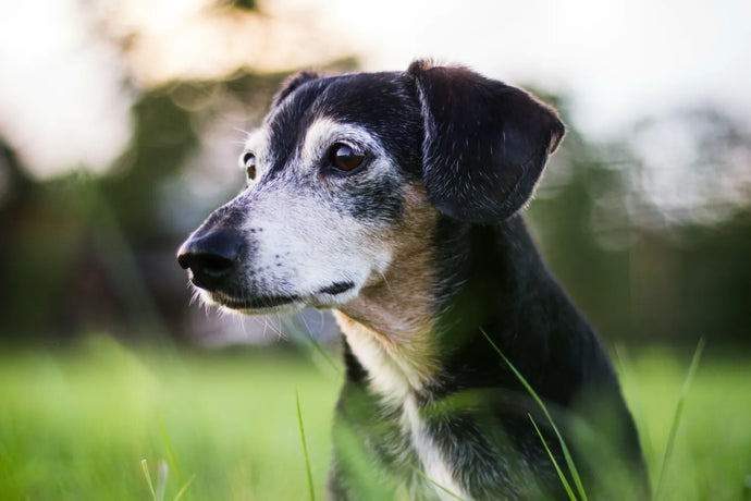 Why Senior & Older Dogs Should Eat Soft Food