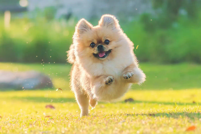 Pawsitively Perfect Pomeranian Dog 101 Guide