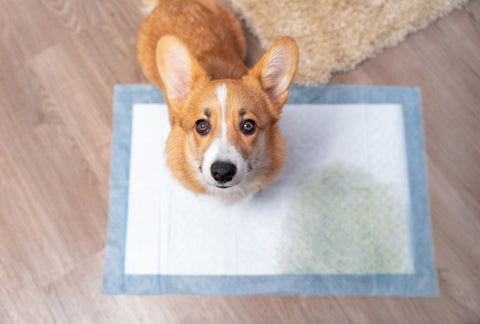 20 Tips for How To Potty Train a Puppy