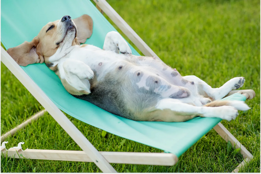 Guide to Feeding a Pregnant Dog