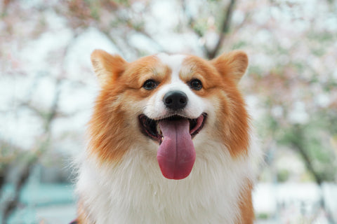 Prebiotics, Probiotics, and Postbiotics for Dogs