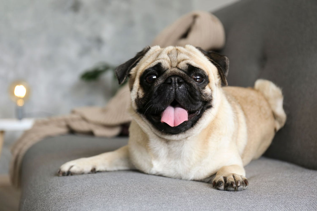 Pug Life: Insights Into the Pug Dog Breed