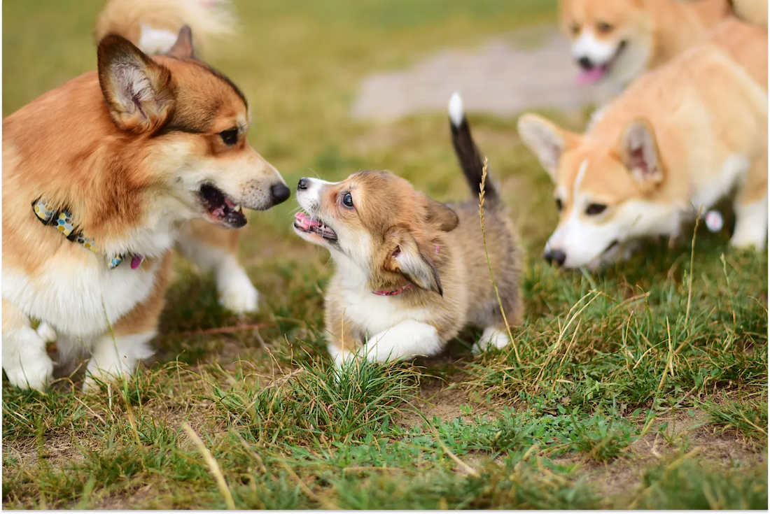 Puppy Socialization Protocols and Tips