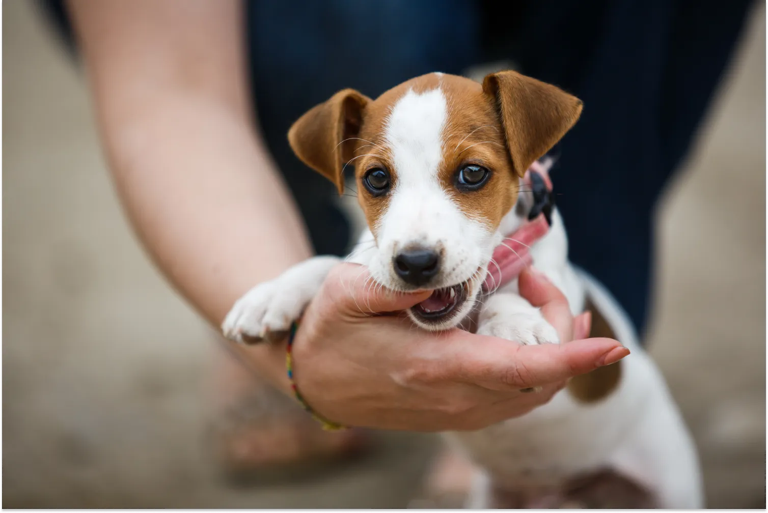 How To Stop Puppy From Biting A Pup Above