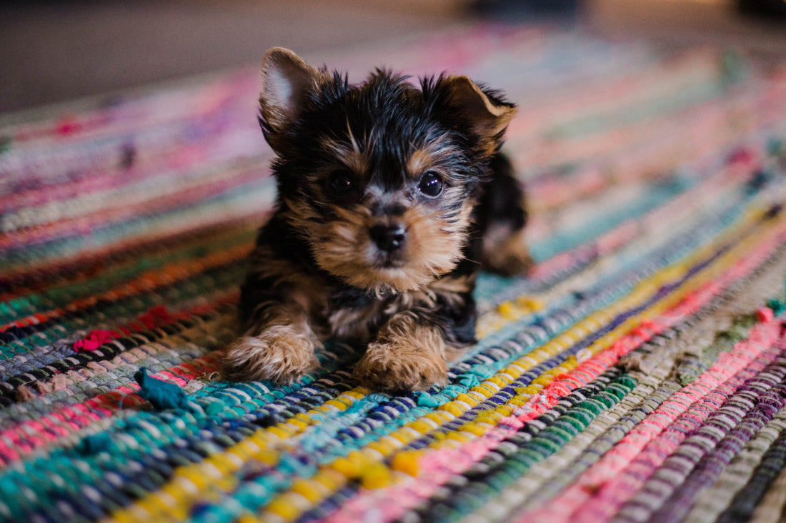 introducing a new dog