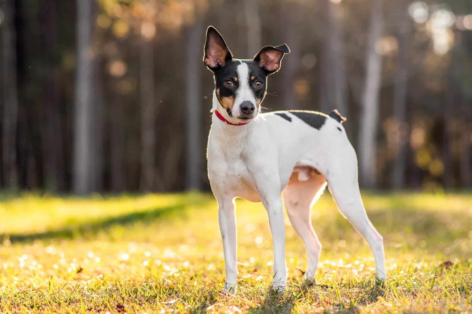 Rat terrier best sale dog