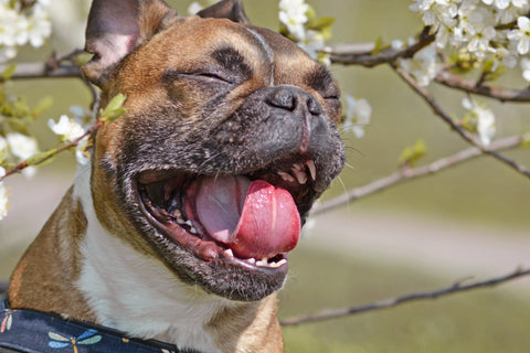 Reverse Sneezing in Dogs